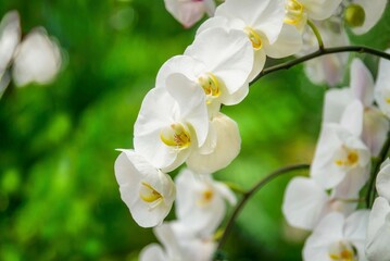 Focus on the middle flowers of this large, showy orchid, (Phalaenopsis aphrodite plantation) in...