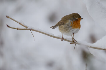 robin in the snow 