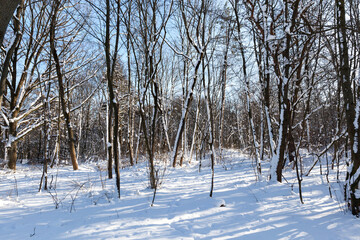 snow covered trees in winter