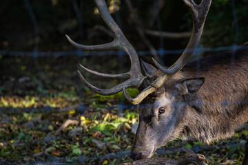Naklejka na ściany i meble Big male adult brown deer with big horns in captivity in a forest reserve