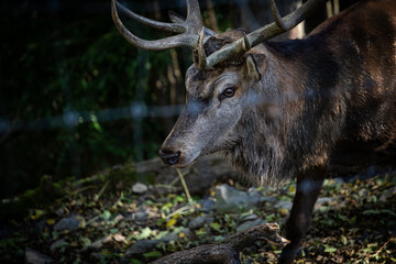 Big male adult brown deer with big horns in captivity in a forest reserve