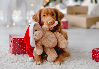Toller retriever in Christmas time