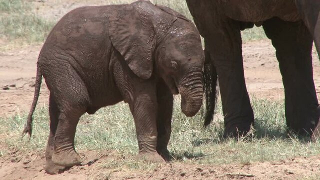 baby elephant struggles to clean her teeth using her trunk.