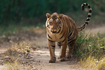 Wild tiger making territory with bokeh in forest