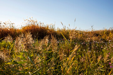 Fototapeta premium 억새풀