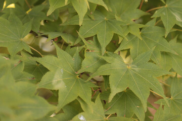 Green leaves on a branch of a maple tree.