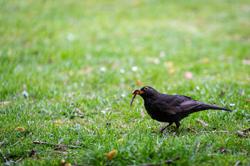 Blackbird walking on grass field in a park