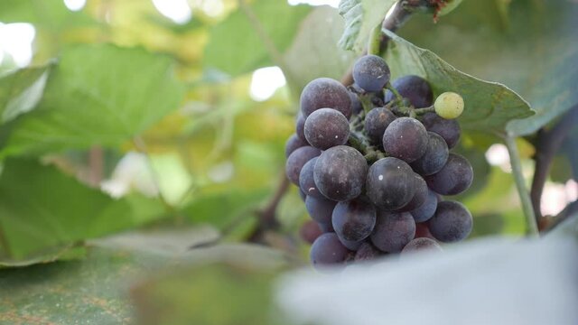Branch of ripe Isabella grapes or Vitis labrusca. Autumn harvest time for grapevine.