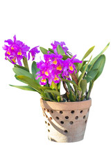 Purple and yellow Cattleya orchid flower bloom in pot with sunlight in the garden isolated on white background included clipping path.