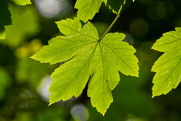 a maple leaf is illuminated by the sun