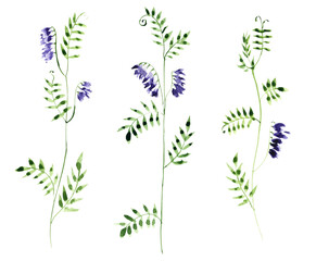 cow vetch plants, watercolor drawing wild flowers, Vicia cracca isolated at white background, hand drawn illustration