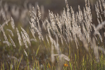 Fototapeta premium Ripe spikelets in wheat field