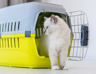 Ragdoll cat with carrying