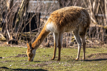 Vicunas, Vicugna Vicugna, relatives of the llama in a German park