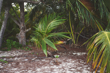 Island palm trees jungle exotic nature tropics