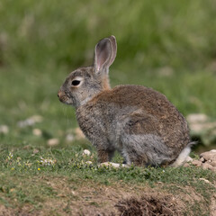 European rabbit, Common rabbit, Oryctolagus cuniculus sitting on a meadow at Munich
