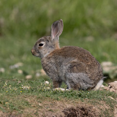 Naklejka na ściany i meble European rabbit, Common rabbit, Oryctolagus cuniculus sitting on a meadow at Munich