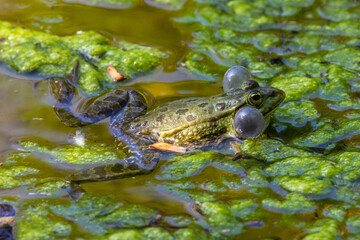 Common frog, Rana temporaria, single reptile croaking in water