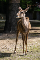 Greater kudu, Tragelaphus strepsiceros is a woodland antelope