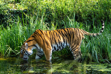 The Siberian tiger,Panthera tigris altaica in a park