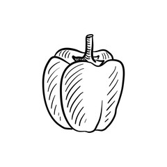 sweet pepper, vector drawing sketch of vegetable isolated at white background,hand drawn illustration