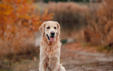 Golden retriever dog in autumn forest