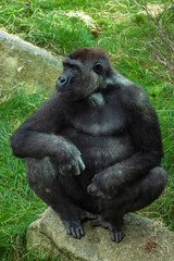 Gorillas are ground-dwelling, predominantly herbivorous apes, Sub-Saharan Africa