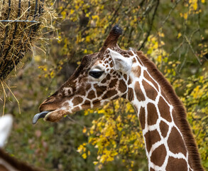 The giraffe, Giraffa camelopardalis is an African mammal