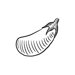 eggplant, vector drawing sketch of vegetable isolated at white background,hand drawn illustration