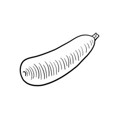 zucchini, vector drawing sketch of vegetable isolated at white background,hand drawn illustration