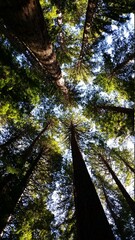 Fototapeta premium Rotorua Red Wood Forest. North Island, New Zealand 