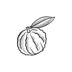 bitter orange, vector drawing sketch of citrus fruit isolated at white background, hand drawn illustration