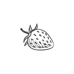 strawberry,vector drawing sketch of berry isolated at white background,hand drawn illustration