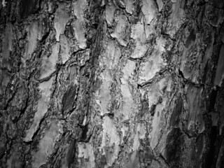 Wood pine tree black and white texture background Dark wooden concept banner