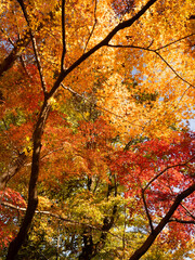 紅葉したカエデの木