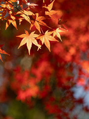 紅葉したカエデの葉