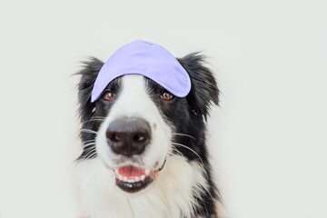 Obraz na płótnie Canvas Funny puppy dog border collie with sleeping eye mask colored in trendy color of year 2022 Very Peri isolated on white background. Inspired by using color 17-3938, Color of the year concept.