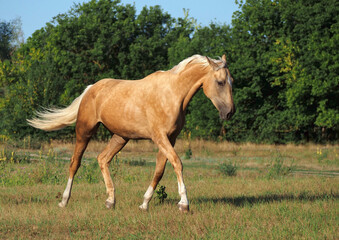 Young warmblood  palomino mare runs trotting through the meadow