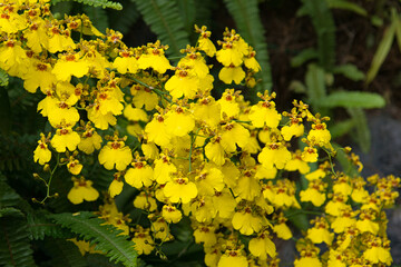美しい黄色いランが咲いている風景