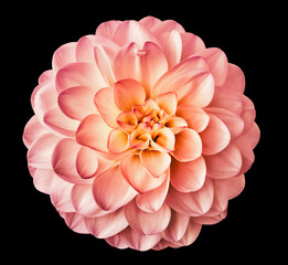 Flower pink  dahlia  on black 
 isolated background.  For design.  Closeup.  Nature.    