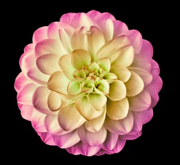 Foto op Canvas Yellow-pink flower dahlia isolated on the black background . Closeup. for design. Dahlia.   © nadezhda F