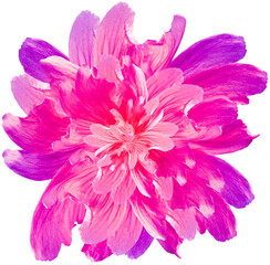 Fleur sauvage violette isolée sur fond blanc avec un tracé de détourage. Fermer. pas d& 39 ombres. Pour la conception. La nature.