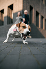 Close up of angry Jack Russell Terrier with two people in the background. Concept of pet dog defending it's owner.