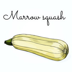 Vegetable: marrow squash, zucchini. Outline freehand drawn. Color vector illustration isolated on white background. Separate objects. Stylized linear sketch.