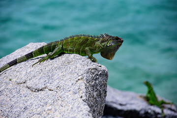 Wildlife and nature, marine Iguana. Green iguana, also known as the American iguana, lizard of the genus Iguana. It is native to Central America, South America.