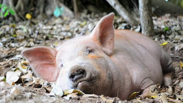 Low angle close-up shot of a cute pink pig lying on the dry forest ground. Peacefully resting piglet in full HD. Domesticated animals of central America.