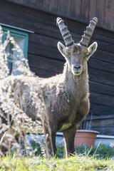 A friendly Ibex saying hello 