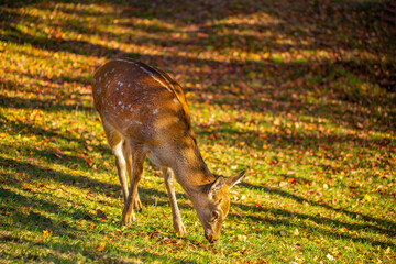 Beautiful sika deer in the autumn forest against the background of colorful foliage of trees. Fairy forest autumn landscape with wild animals.