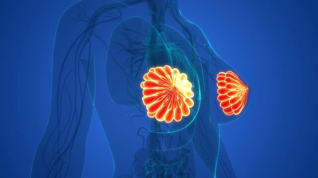 Female Internal Organs Mammary Glands Anatomy Animation Concept