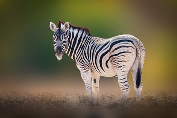 Portrait of a Plains Zebras (Equus quagga) with a stylized vague background © Chris